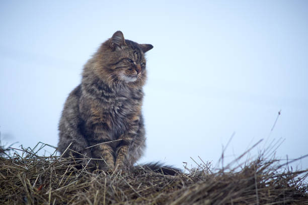 nice cat profile outdoors