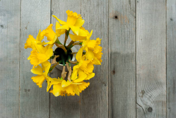 macro shot of daffodil blossom isolated on white background, floral happy easter motif, spring awakening with blooming yellow narcissus