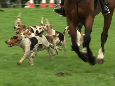 Foxhounds Hunting - Slow Motion