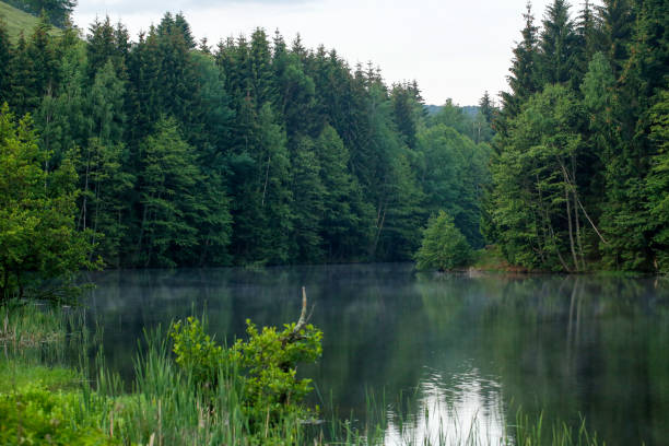 istock Beautiful view with firs and lake 1071029896