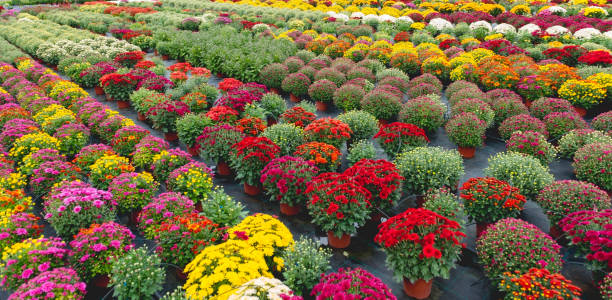 seedlings of flowers - plant nursery imagens e fotografias de stock