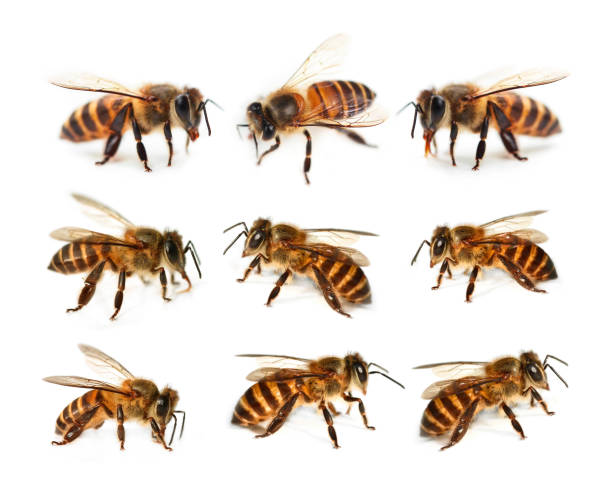 istock Set of bee isolated on white background 1071032970