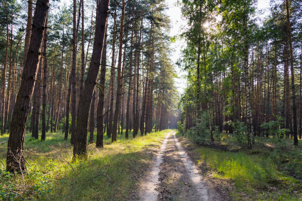 istock Forest road in summer pine forest, sun rays pouring through trees, casting a shadow on forest floor illuminating tree branches. 1071032988