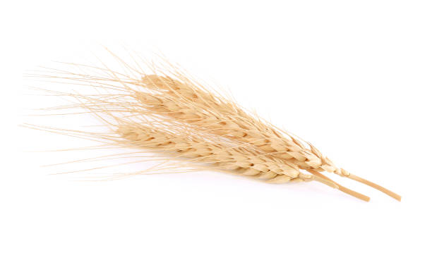 istock Ear of barley on white background 1071033208