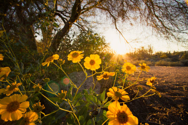 Desert Sunflowers at Sunset Sunset and backlit desert yellow sunflowers. Sunlight rays shining through the saguaro cactus in the background. Scenic desert landscape in the spring. sonoran desert stock pictures, royalty-free photos & images