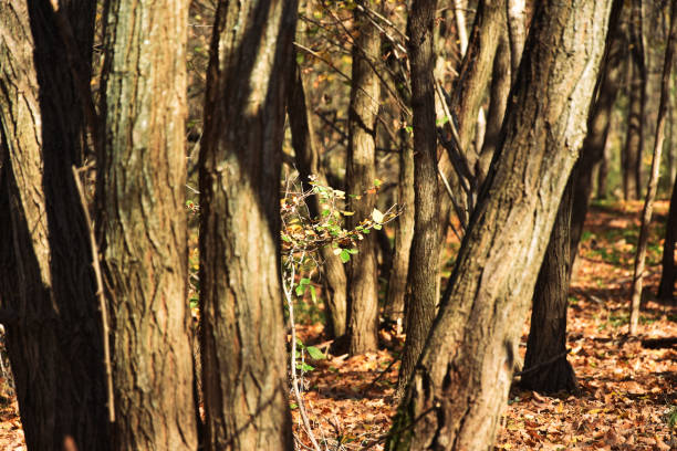 istock Forest in autumn, Dobrogea land, Romania 1071034030