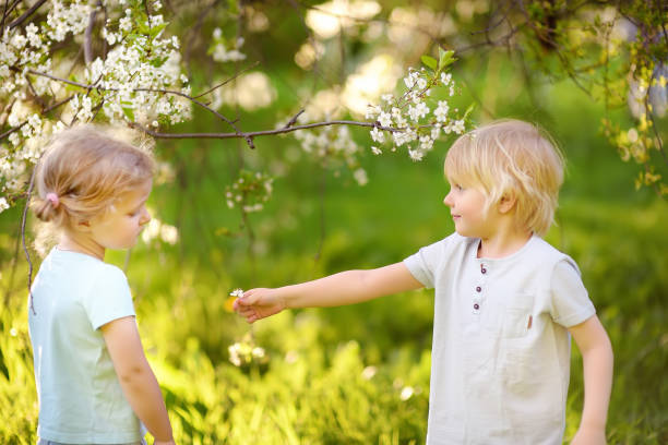 かわいい男の子は、開花中にかわいい女の子の桜やリンゴの果樹園で花を与えます。イースター。 - gift little boys people blond hair ストックフォトと画像