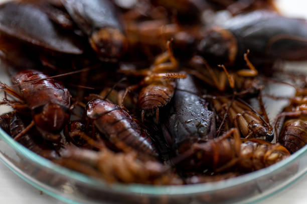 istock Close-up cockroach for study finding parasites in laboratory. 1071034820