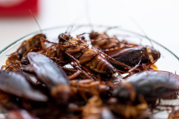 istock Close-up cockroach for study finding parasites in laboratory. 1071034826