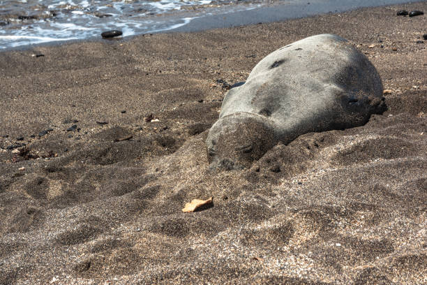 istock Monk seal resting on the beach, Kauai, Hawaii 1071036570