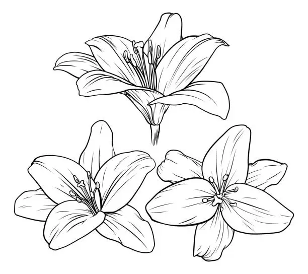 Vector illustration of Lily Flower Illustration