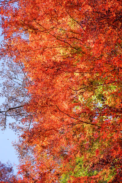 istock Autumn maple leaves, Japanese nature scene 1071037426