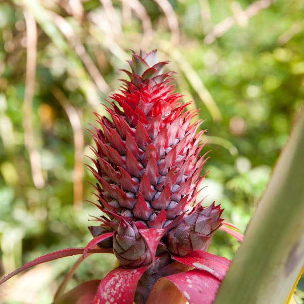 istock Growing the fruit of the pineapple. 1071039386