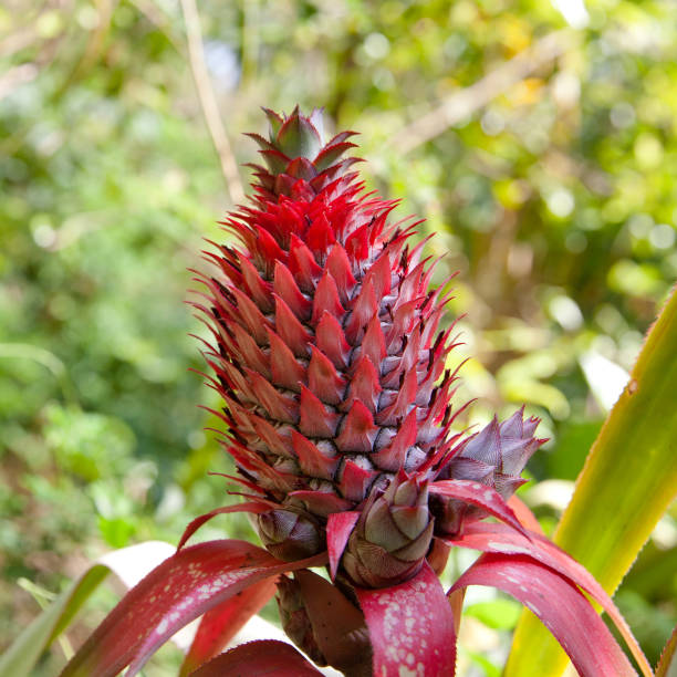 istock Growing the fruit of the pineapple. 1071039518