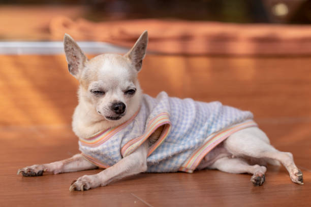istock Cute chihuahua dog 1071040750