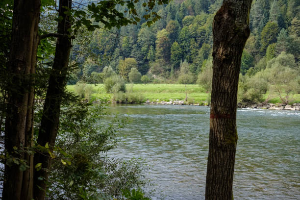 istock green water river behind the trees in summer 1071042752