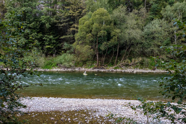 istock green water river behind the trees in summer 1071042774