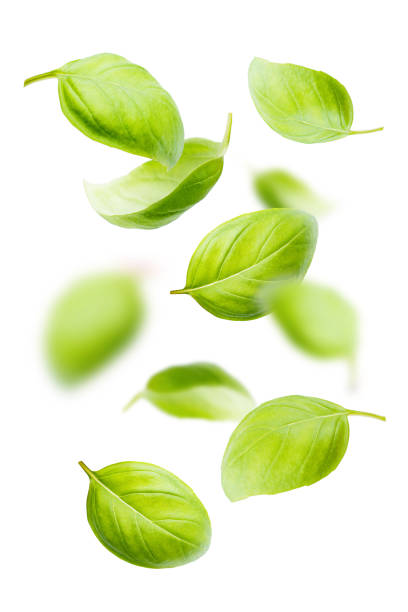 istock Basil leaves isolated on white background 1071043212