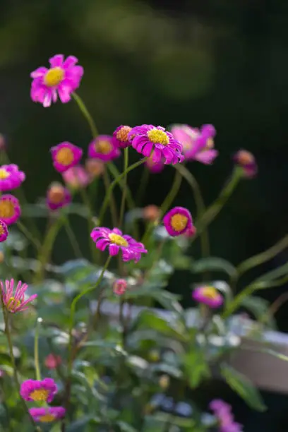 Photo of Pink daisies