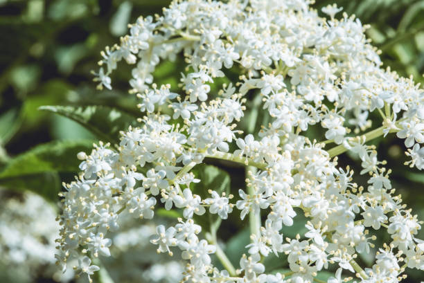 istock Elderberry Flowers Bloom 1071046140