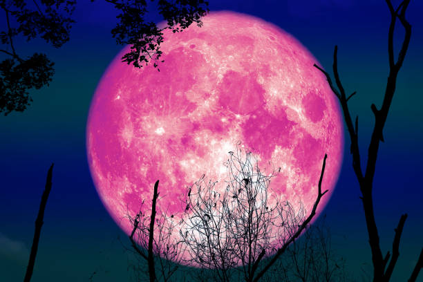istock full pink moon back on silhouette dry tree and night sky 1071046446