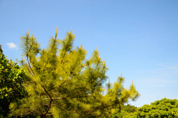 Horsetail Pine on the blue sky.