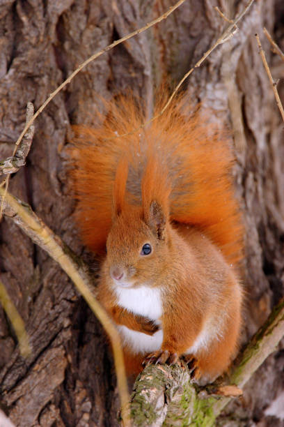 Single Red Squirrel on a tree branch Single Red Squirrel on a tree branch over Biebrza river wetlands in Poland forest during a winter period hiding eurasian red squirrel (sciurus vulgaris) stock pictures, royalty-free photos & images