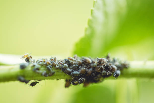 Black Aphids on Elder Leaf Stem Colony of small black aphids on an elder leaf stem. Macro close up shot. black fly photos stock pictures, royalty-free photos & images