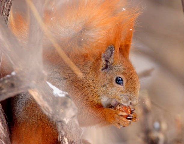 Single Red Squirrel on a tree branch in Poland forest Single Red Squirrel on a tree branch in Poland forest during a winter period hiding eurasian red squirrel (sciurus vulgaris) stock pictures, royalty-free photos & images