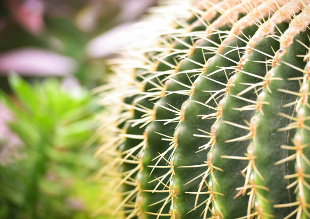 istock Gold ball cactus Echinocactus grusonii in cactus garden 1071051578