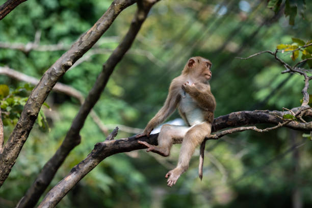 Tổng hợp những Hình ảnh con khỉ leo cây đầy thử thách