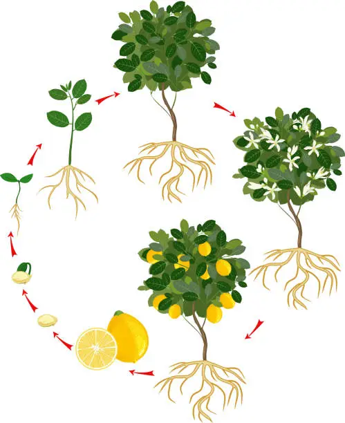 Vector illustration of Life cycle of lemon tree. Stages of growth from seed and sprout to adult plant with fruits