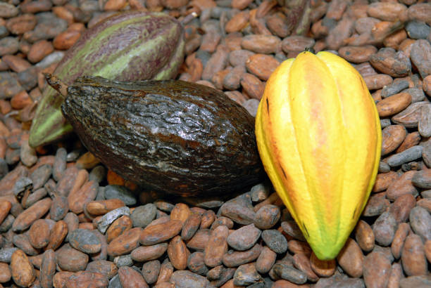 istock Cocoa pods and cocoa beans 1071056188