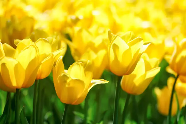 Photo of Beautiful bright yellow tulips on a large flower-bed in the city garden