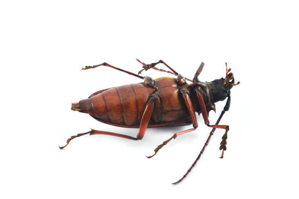 istock Dead insects isolated / The beetle bug dead lying isolated on white background - Stag beetle family 1071057222