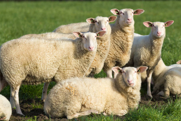 rebanho de ovelhas olhando para a câmera - lamb merino sheep sheep horizontal - fotografias e filmes do acervo