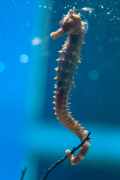istock Seahorse in the aquarium. 1071060702