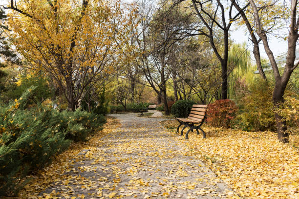 istock Autumn Peking University Campus 1071061968