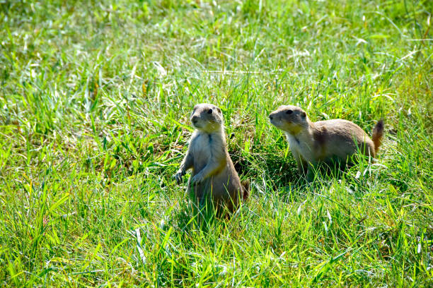 istock Two Prairie Dogs South Dakota 1071061972