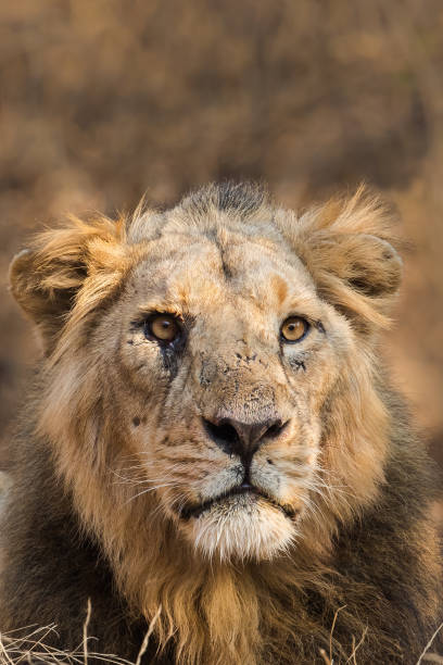 Asiatic Lion male A male Asiatic Lion (Panthera leo persica) close up with an intense stare, against a blurred natural background, Gir forest, Gujarat, India asian lion stock pictures, royalty-free photos & images