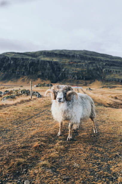 istock Front view of old ram on farm in Iceland 1071065248