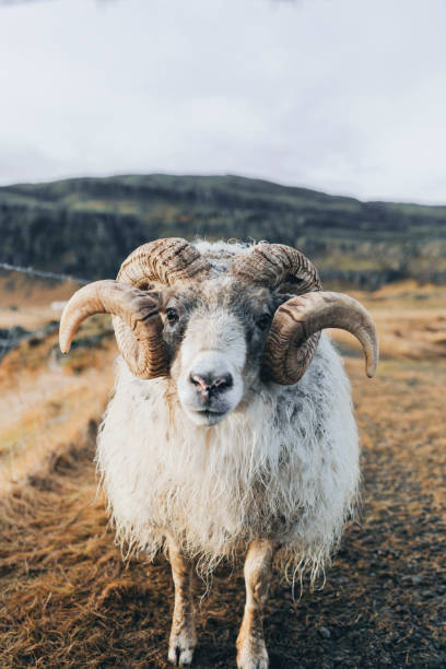 istock Front view of old ram on farm in Iceland 1071065252