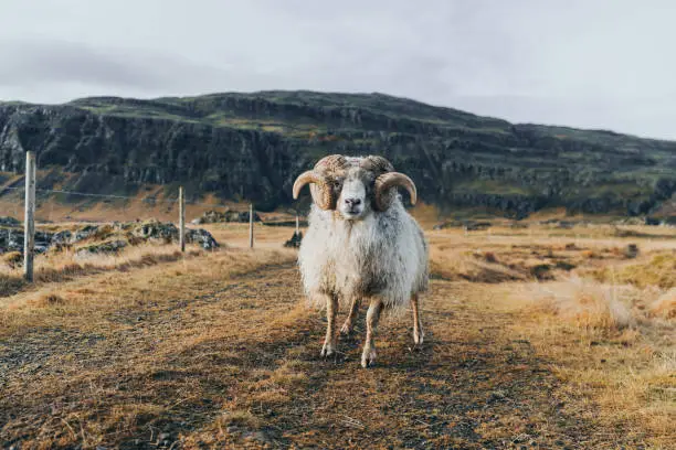 Front view of old ram looking at camera on farm in Iceland