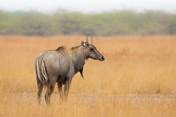 Male Nilgai in grassland habitat A male Nilgai (Boselaphus tragocamelus) also known as Blue Bull standing in dry golden grassland, Gujarat, India bharatpur photos stock pictures, royalty-free photos & images
