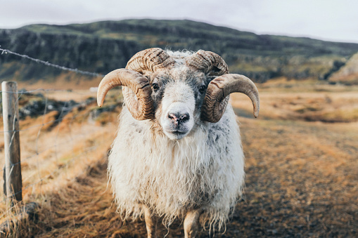 Katahdin sheep ram in a rotational paddock with white boundary chewing on some grass