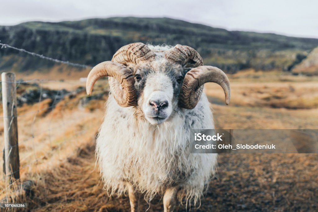 Front view of old ram on farm in Iceland Front view of old ram looking at camera on farm in Iceland Sheep Stock Photo