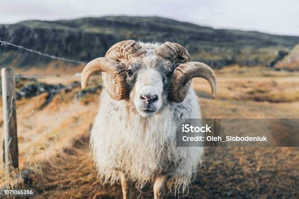 Front View Of Old Ram On Farm In Iceland Stock Photo - Download Image Now - Sheep, Horned, Iceland