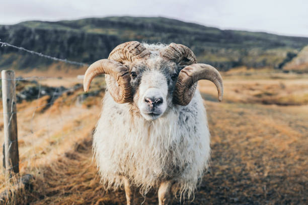 вид на старый баран на ферме в исландии - icelandic sheep стоковые фото и изображения