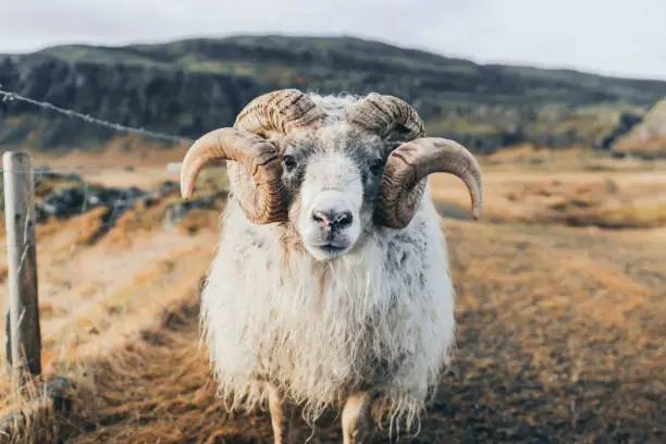 Front view of old ram looking at camera on farm in Iceland