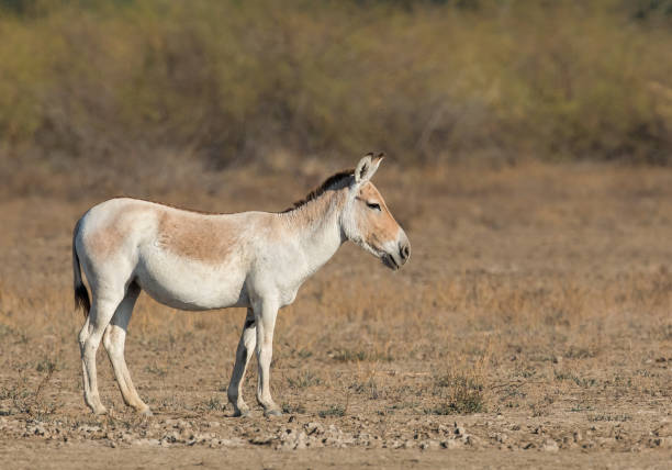 istock Indian Onager also called Indian Wild Ass 1071065534